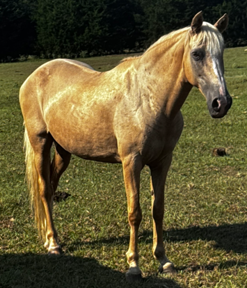 palamino mare quarter horse walking through pasture