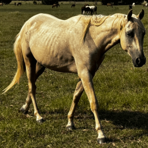 palamino mare quarterhorse standing in grassy field