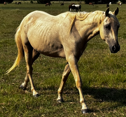 palamino mare quarterhorse standing in grassy field