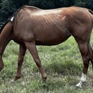 bay gelding quarter horse with white blaze facial marking standing in grassy field