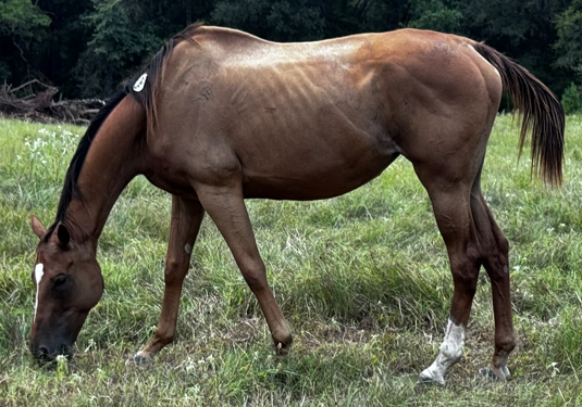 bay gelding quarter horse with white blaze facial marking standing in grassy field