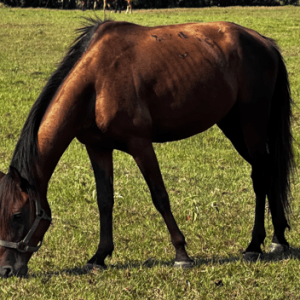 brown bay colored quarter horse with black mane and tail in grassy field