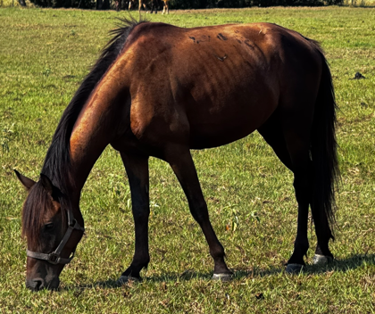 brown bay colored quarter horse with black mane and tail in grassy field