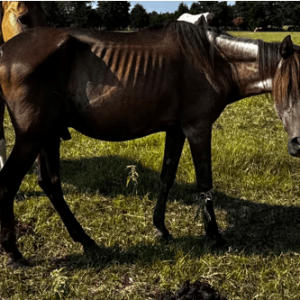 Dark brown/black paso fino horse standing in grassy field