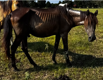 Dark brown/black paso fino horse standing in grassy field