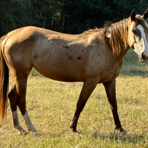 sorrel quarter horse with blaze facial markings in pasture