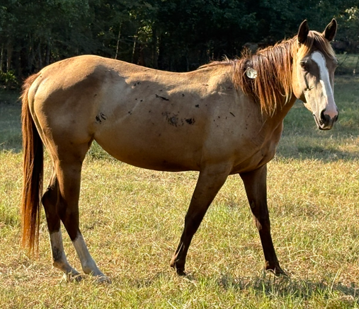 sorrel quarter horse with blaze facial markings in pasture