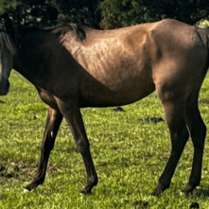 buckskin colored quarter horse with black tail and mane standing in pasture