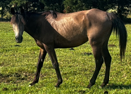 buckskin colored quarter horse with black tail and mane standing in pasture