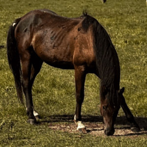 Black draft quarter horse cross with black mane and tail grazing in pasture