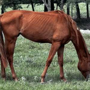 sorrel colored mare quarter horse grazing in pasture