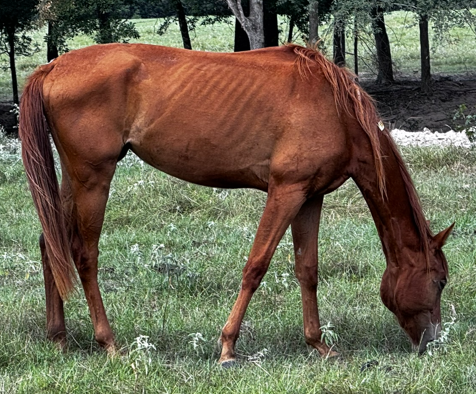 sorrel colored mare quarter horse grazing in pasture
