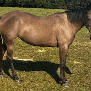 grulla dun colored gelding tennessee walker horse with black tail and mane