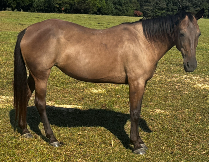 grulla dun colored gelding tennessee walker horse with black tail and mane