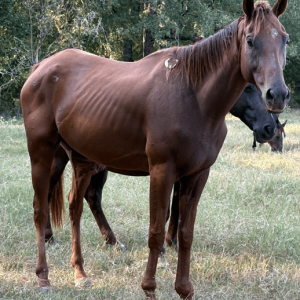 sorrel quarter horse standing in grassy field