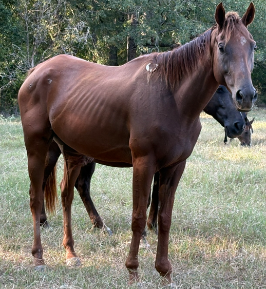 sorrel quarter horse standing in grassy field