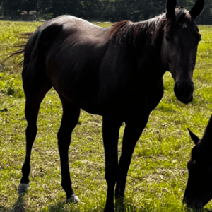 black quarter horse standing in green pasture