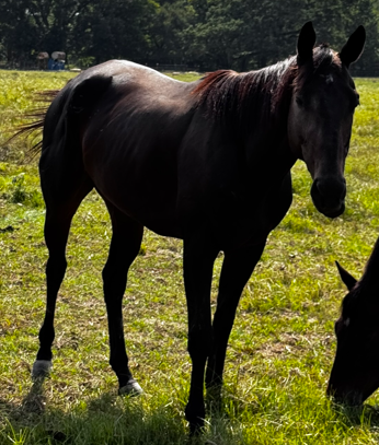 black quarter horse standing in green pasture