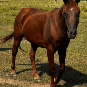 sorrel quarter horse walking through pasture