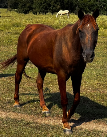 sorrel quarter horse walking through pasture
