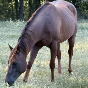 bay mare quarter horse standing in field