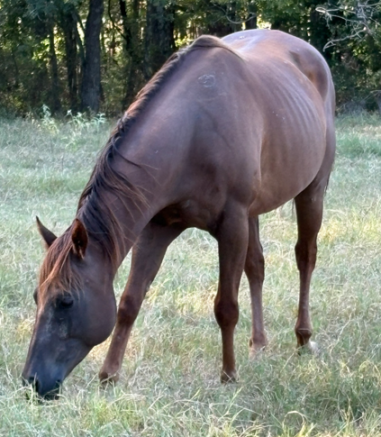 bay mare quarter horse standing in field