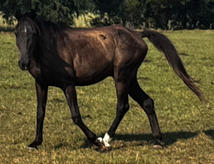 bay gelding quarter horse in field