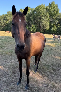 bay mare quarter horse standing in field