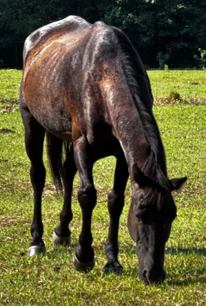 betsy (copy)