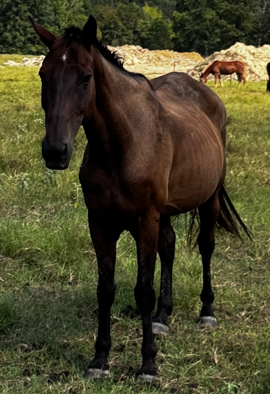 bay gelding quarter horse walking through field