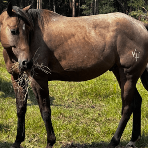 bay gelding quarter horse grazing in pasture