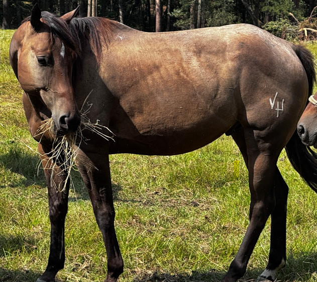 bay gelding quarter horse grazing in pasture