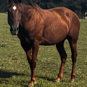 Chestnut colored mare quarter horse standing in pasture