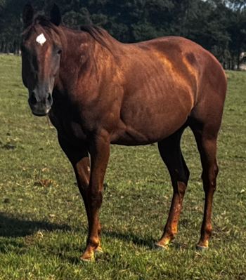 Chestnut colored mare quarter horse standing in pasture