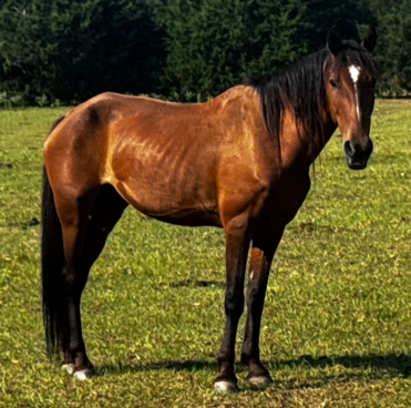 bay gelding quarter horse standing in field