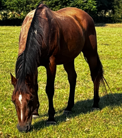 bay gelding quarter horse grazing in pasture at horse rescue