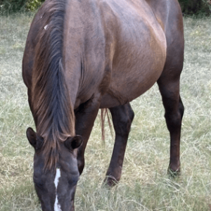 chestnut mare quarter horse grazing in pasture at horse rescue