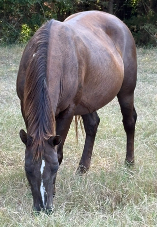 chestnut mare quarter horse grazing in pasture at horse rescue
