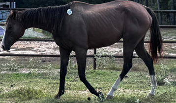 bay mare quarter horse walking through field
