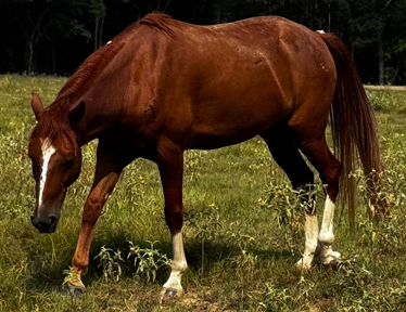 chestnut gelding quarter horse with blaze facial marking walking through pasture at horse rescue