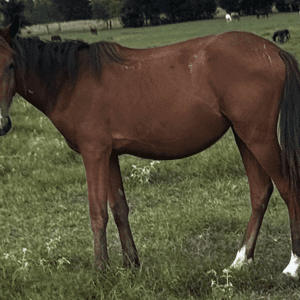 young bay mare quarter horse walking through field at horse rescue