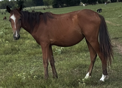 young bay mare quarter horse walking through field at horse rescue