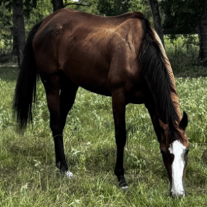 bay mare quarter horse with prominent blaze facial marketing grazing in pasture at horse rescue