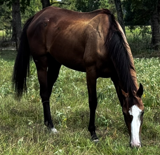 bay mare quarter horse with prominent blaze facial marketing grazing in pasture at horse rescue