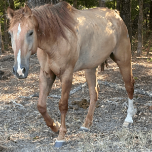 dun gelding thoroughbred with subtle blaze marking walking through wooded area at horse rescue