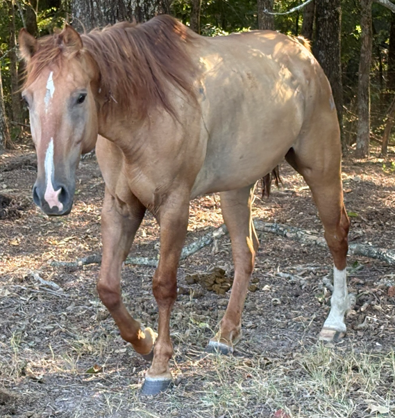 dun gelding thoroughbred with subtle blaze marking walking through wooded area at horse rescue