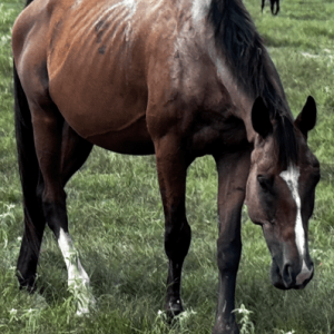 bay gelding thoroughbred grazing in pasture at horse rescue