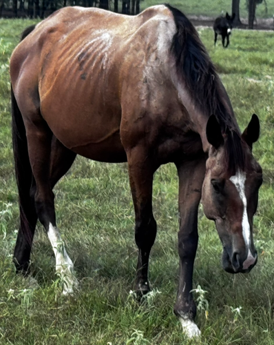 bay gelding thoroughbred grazing in pasture at horse rescue
