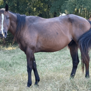 bay gelding quarter horse walking through grassy fields at horse rescue