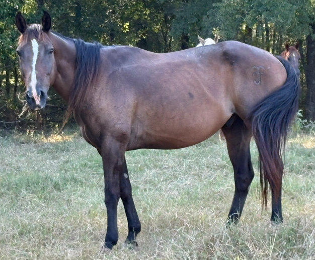 bay gelding quarter horse walking through grassy fields at horse rescue